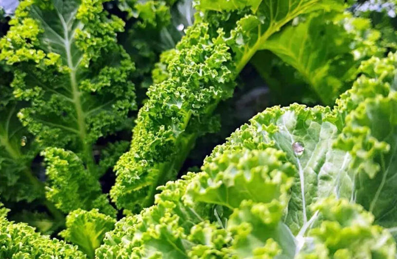 白象、袁記、三全、思念…紛紛盯上羽衣甘藍，“超級植物”開始席卷速凍食品？