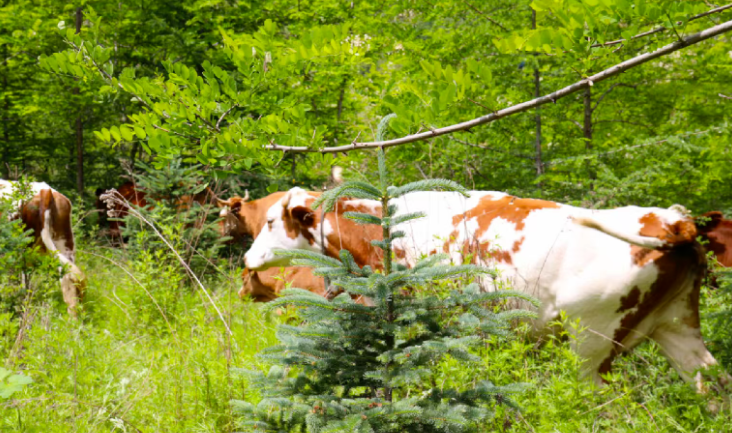 中國對進口牛肉實施三年保障措施，將會影響哪些行業？